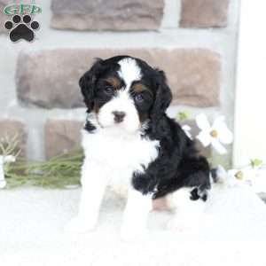 Kit, Cavapoo Puppy